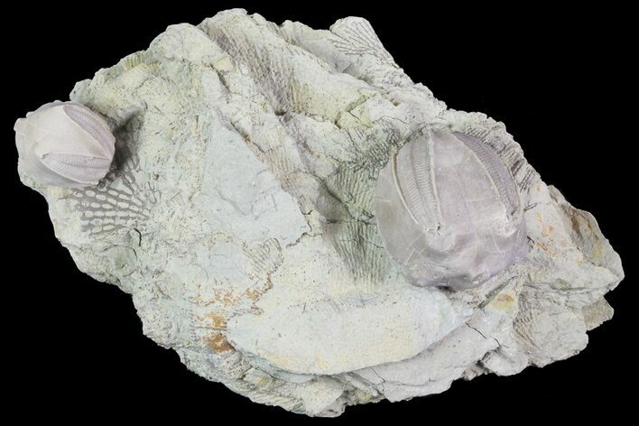 Multiple Blastoid (Pentremites) Plate - Illinois #68961